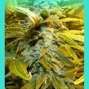 King Kong (Dr. Underground) Feminiserede