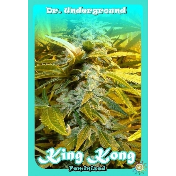 King Kong (Dr. Underground) Feminiserede