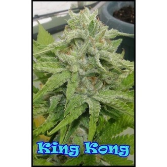 King Kong (Dr. Underground) Feminiserede