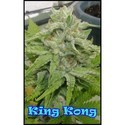 King Kong (Dr. Underground) Feminiserede