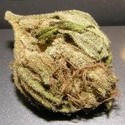 King Kong (Dr. Underground) Feminiserede