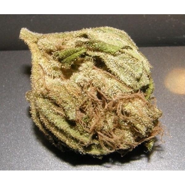 King Kong (Dr. Underground) Feminiserede