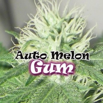 Auto Melon Gum (Dr. Underground) feminiserede cannabisfr&oslash;