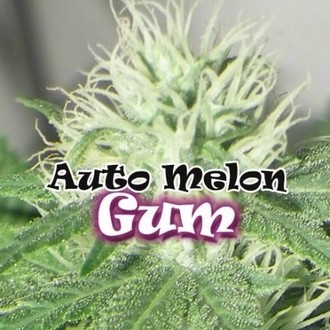 Auto Melon Gum (Dr. Underground) Feminiserede