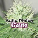 Auto Melon Gum (Dr. Underground) Feminiserede