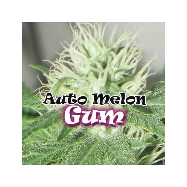 Auto Melon Gum (Dr. Underground) Feminiserede