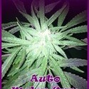 Auto Melon Gum (Dr. Underground) Feminiserede
