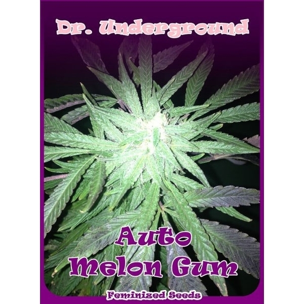 Auto Melon Gum (Dr. Underground) Feminiserede