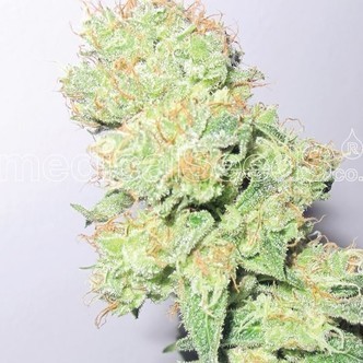 Y Griega CBD (Medical Seeds) feminiserede