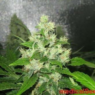 Y Griega CBD (Medical Seeds) Feminiserede