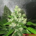Y Griega CBD (Medical Seeds) Feminiserede