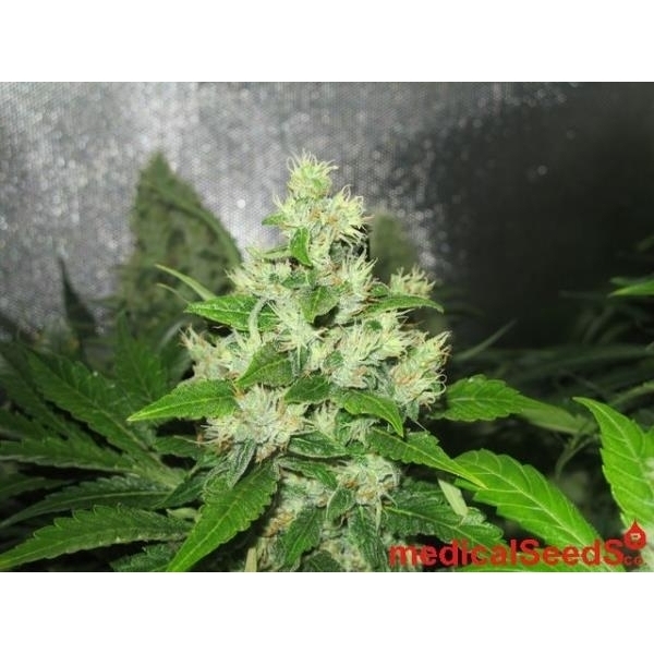 Y Griega CBD (Medical Seeds) Feminiserede
