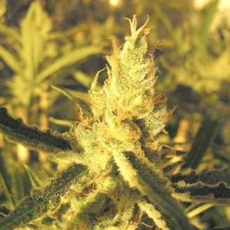 Y Griega CBD (Medical Seeds) Feminiserede