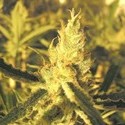 Y Griega CBD (Medical Seeds) Feminiserede