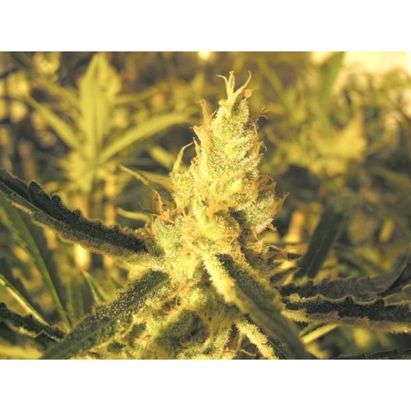 Y Griega CBD (Medical Seeds) Feminiserede