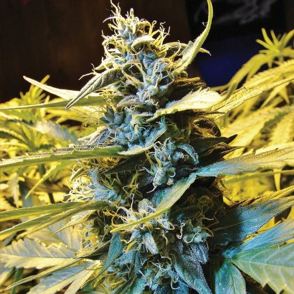 Auto Northern HOG (T.H.Seeds) Feminiserede