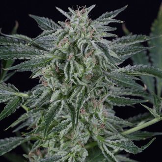 Critical Jack Autoflowering (Silent Seeds) Feminiserede