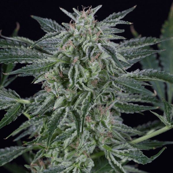 Critical Jack Autoflowering (Silent Seeds) Feminiserede