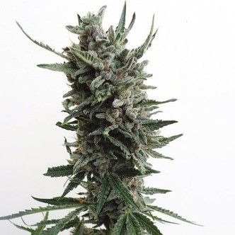 Auto Critical HOG (T.H. Seeds) feminiserede