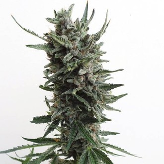 Auto Critical HOG (T.H.Seeds) Feminiserede