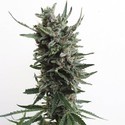Auto Critical HOG (T.H.Seeds) Feminiserede