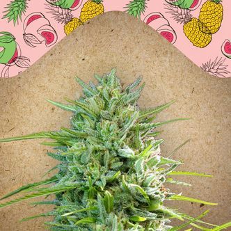 C99 (Female Seeds) feminiserede