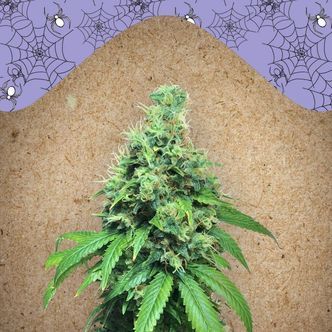 White Widow x Big Bud (Female Seeds) feminiserede cannabisfr&oslash;