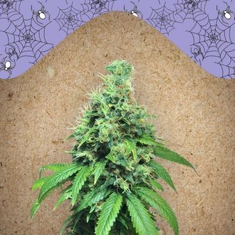 White Widow x Big Bud (Female Seeds) Feminiserede