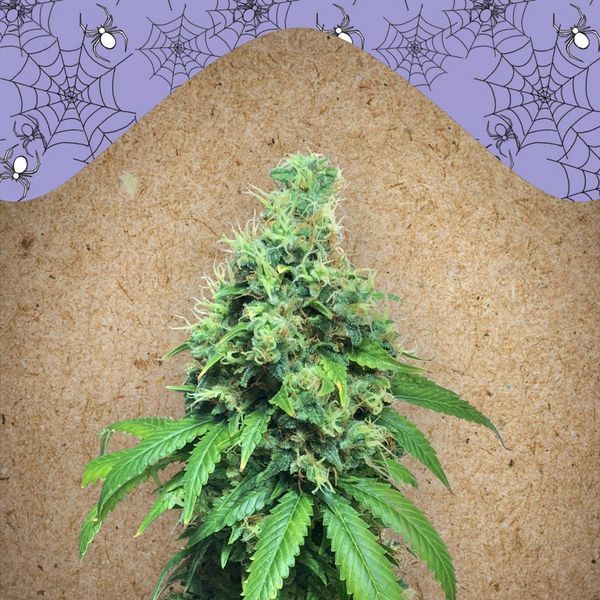 White Widow x Big Bud (Female Seeds) Feminiserede