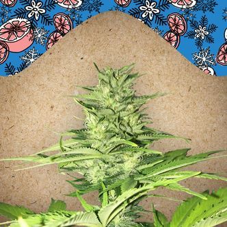 ICED Grapefruit (Female Seeds) feminiserede fr&oslash;