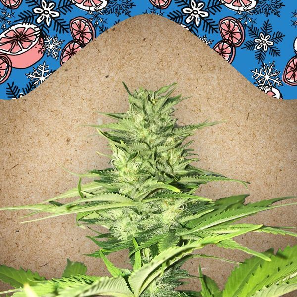 ICED Grapefruit (Female Seeds) Feminiserede