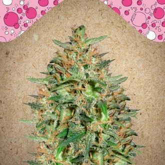 BubbleGummer (Female Seeds) Feminiserede