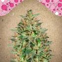 BubbleGummer (Female Seeds) Feminiserede