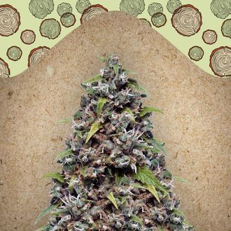 Pure AK (Female Seeds) Feminiserede