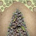 Pure AK (Female Seeds) Feminiserede