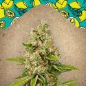 Lemon Kush (Female Seeds) Feminiserede