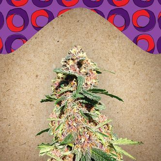 Red Purps (Female Seeds) feminiserede fr&oslash;