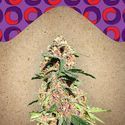 Red Purps (Female Seeds) Feminiserede