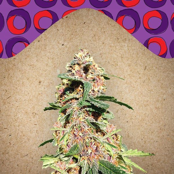 Red Purps (Female Seeds) Feminiserede