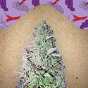 Purple Maroc (Female Seeds) Feminiserede