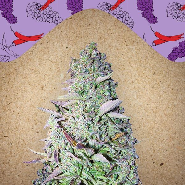 Purple Maroc (Female Seeds) Feminiserede