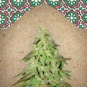 Maroc (Female Seeds) Feminiserede