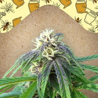 Easy Sativa (Female Seeds) feminiserede cannabisfr&oslash;