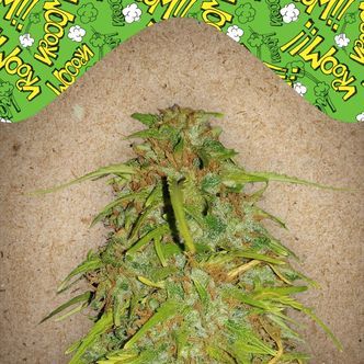 Auto Speed Bud (Female Seeds) feminiserede cannabisfr&oslash;