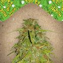Auto Speed Bud (Female Seeds) Feminiserede
