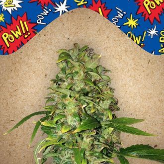 Auto AK (Female Seeds) Feminiserede