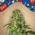 Auto AK (Female Seeds) Feminiserede