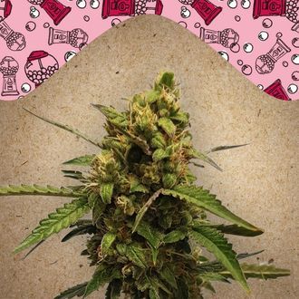 Auto Bubble (Female Seeds) Feminiserede