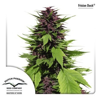 Frisian Duck (Dutch Passion) Feminiserede