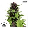 Frisian Duck (Dutch Passion) Feminiserede